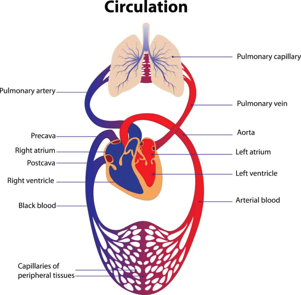 diagram-of-circulation-system