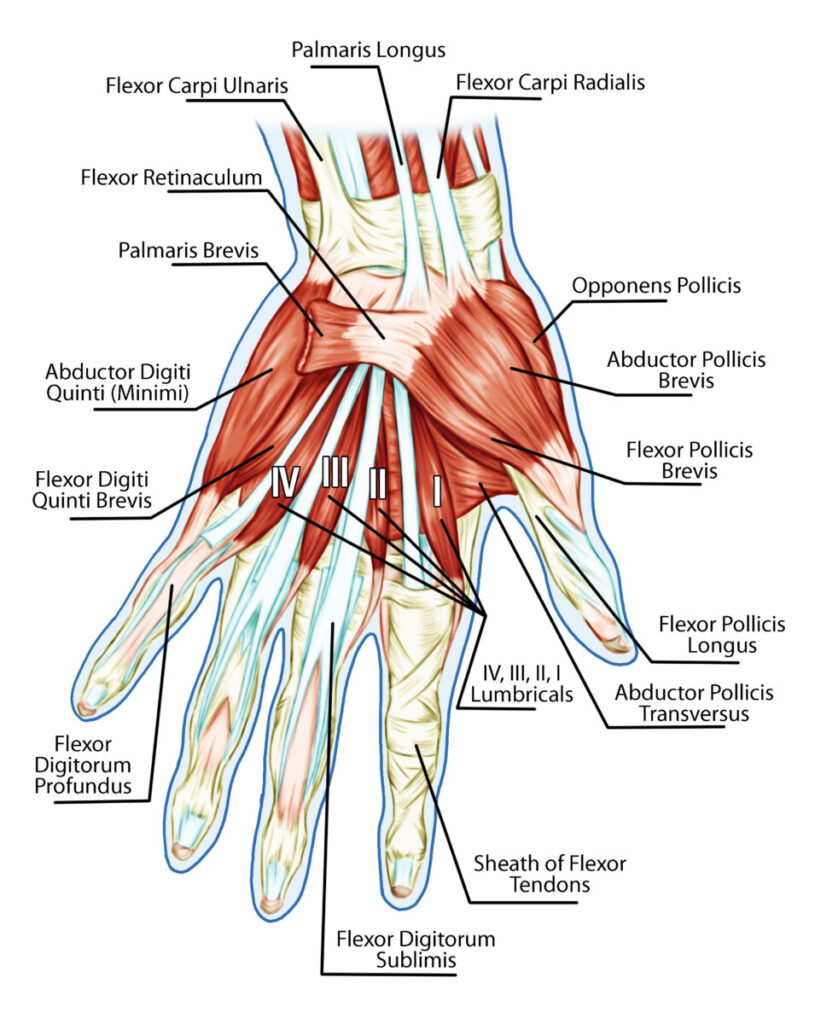 diagram-of-tendons-in-the-hand
